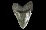 Huge, Fossil Megalodon Tooth - South Carolina #119398-2
